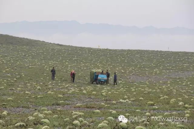 硒砂瓜主要卖什么产品(硒砂瓜批发)-硒宝网