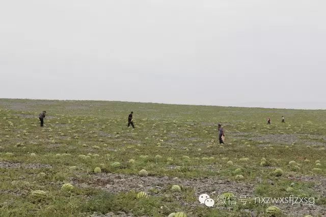 硒砂瓜主要卖什么产品(硒砂瓜批发)-硒宝网