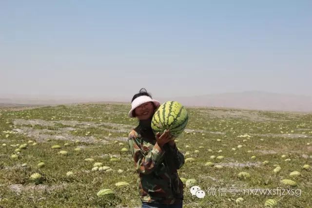 硒砂瓜主要卖什么产品(硒砂瓜批发)-硒宝网