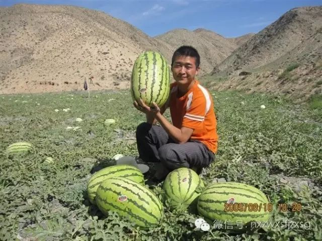 硒砂瓜主要卖什么产品(硒砂瓜批发)-硒宝网