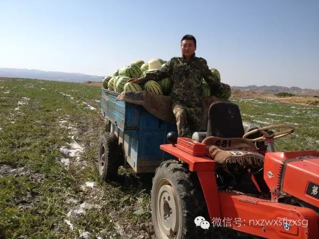 硒砂瓜主要卖什么产品(硒砂瓜批发)-硒宝网