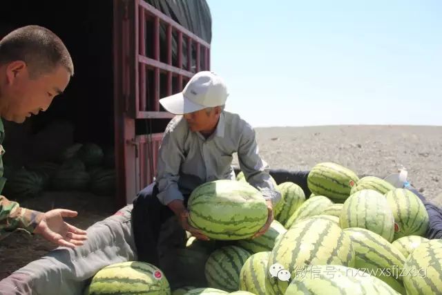 硒砂瓜主要卖什么产品(硒砂瓜批发)-硒宝网