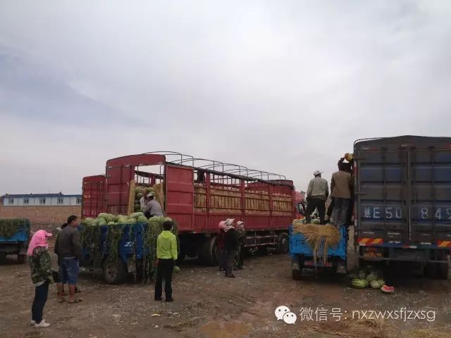 硒砂瓜主要卖什么产品(硒砂瓜批发)-硒宝网