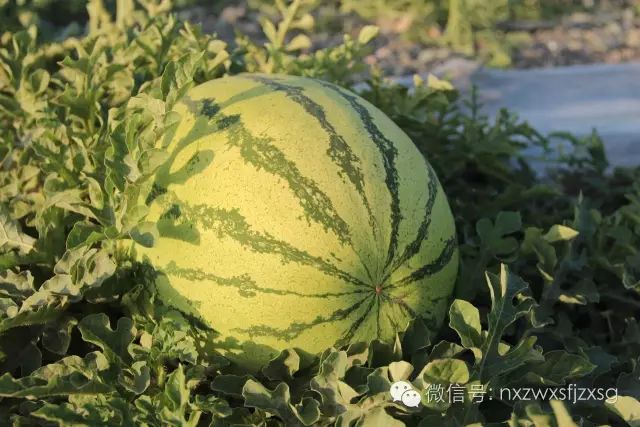 硒砂瓜主要卖什么产品(硒砂瓜批发)-硒宝网