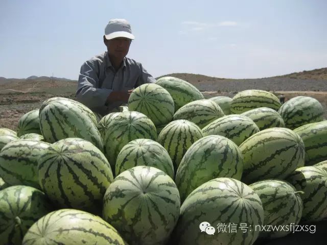 硒砂瓜主要卖什么产品(硒砂瓜批发)-硒宝网