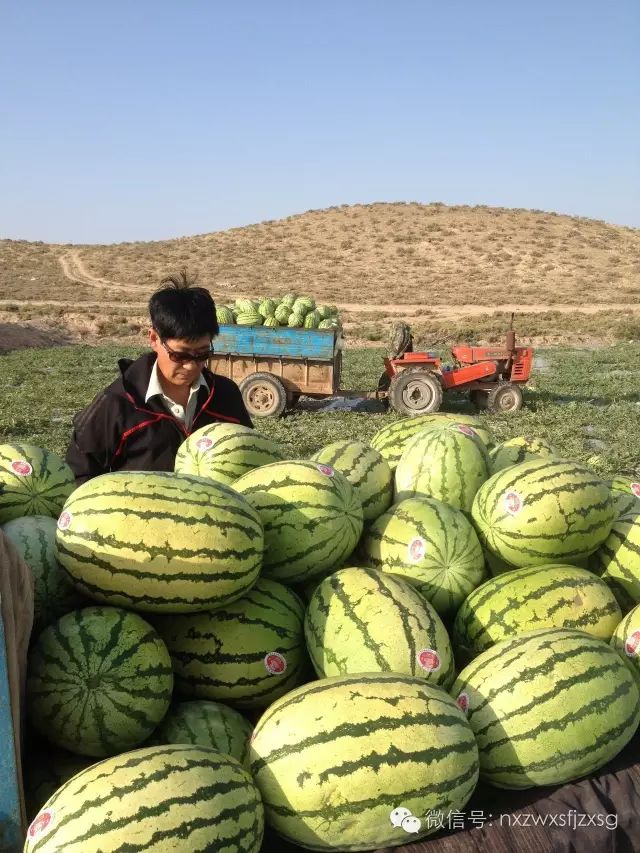 硒砂瓜主要卖什么产品(硒砂瓜批发)-硒宝网