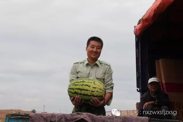 硒砂瓜主要卖什么产品(硒砂瓜批发)-硒宝网