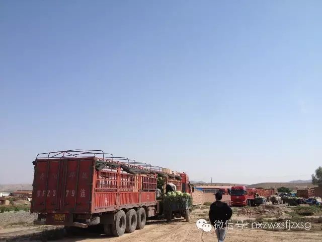 硒砂瓜主要卖什么产品(硒砂瓜批发)-硒宝网