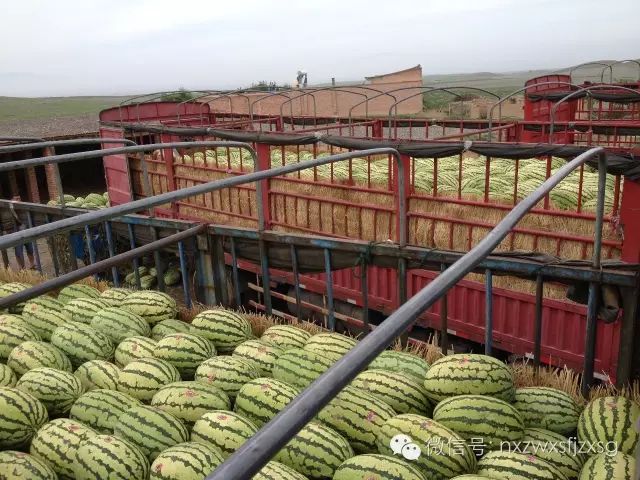 硒砂瓜主要卖什么产品(硒砂瓜批发)-硒宝网