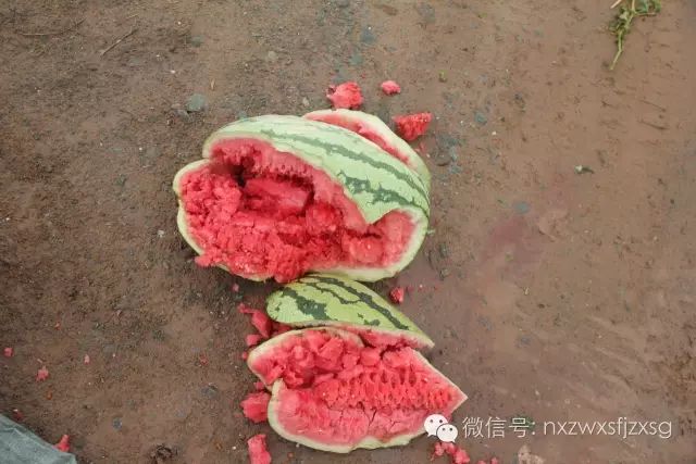 硒砂瓜主要卖什么产品(硒砂瓜批发)-硒宝网