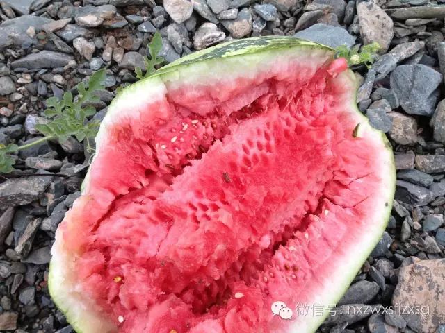 硒砂瓜主要卖什么产品(硒砂瓜批发)-硒宝网