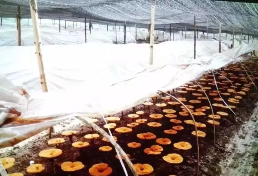 怎样检验产品的含硒量（硒含量检测仪器）-硒宝网