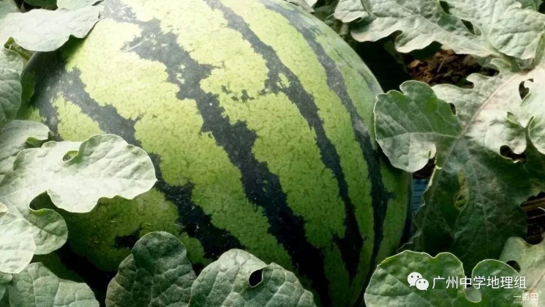 硒砂瓜农产品地理标志(中国硒砂瓜之乡)-硒宝网