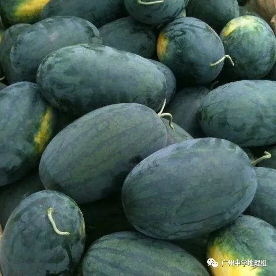 硒砂瓜农产品地理标志(中国硒砂瓜之乡)-硒宝网