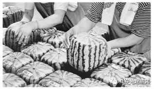 硒砂瓜农产品地理标志(中国硒砂瓜之乡)-硒宝网