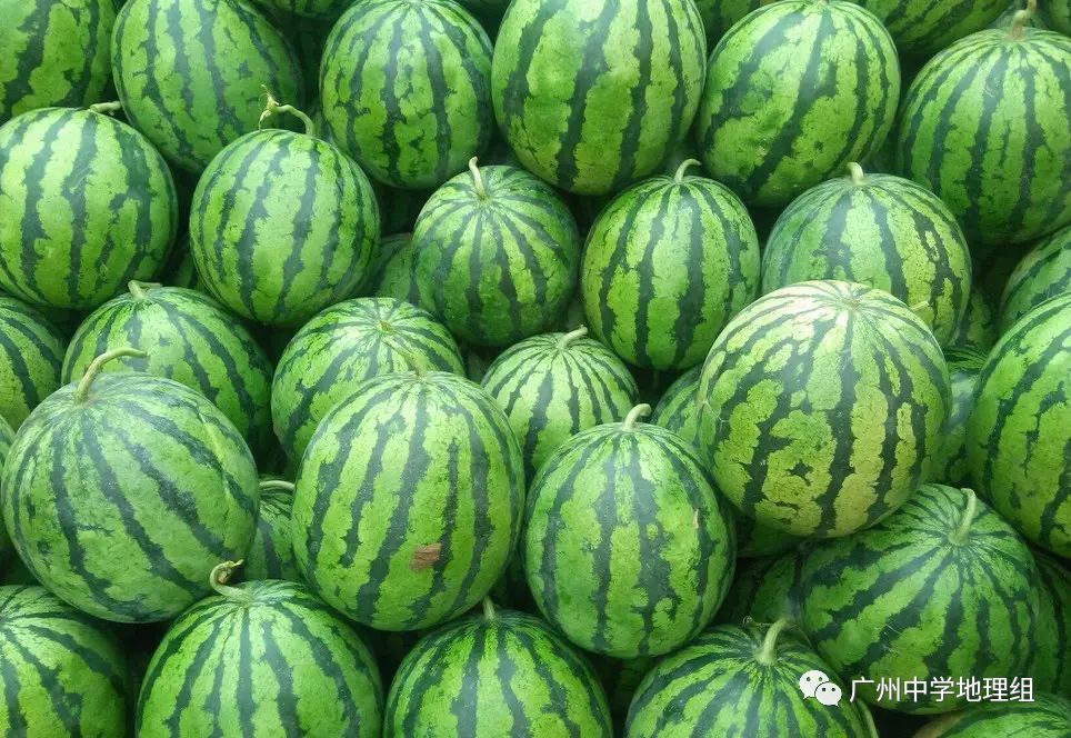 硒砂瓜农产品地理标志(中国硒砂瓜之乡)-硒宝网