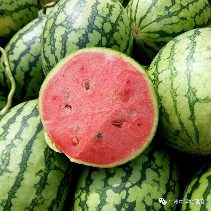 硒砂瓜农产品地理标志(中国硒砂瓜之乡)-硒宝网