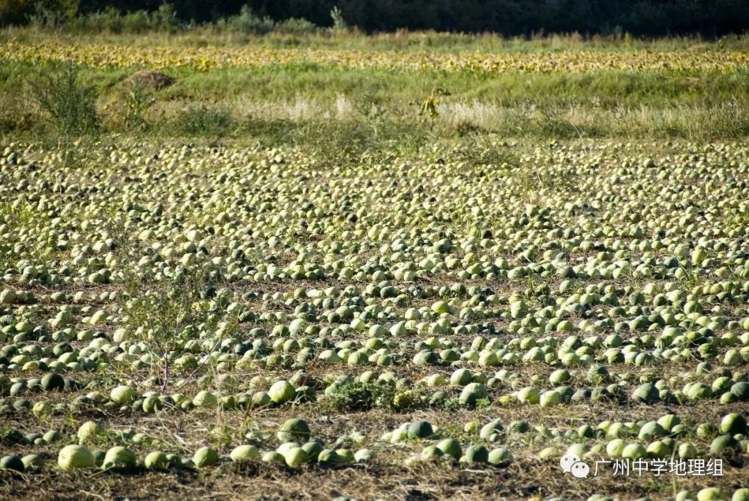 硒砂瓜农产品地理标志(中国硒砂瓜之乡)-硒宝网