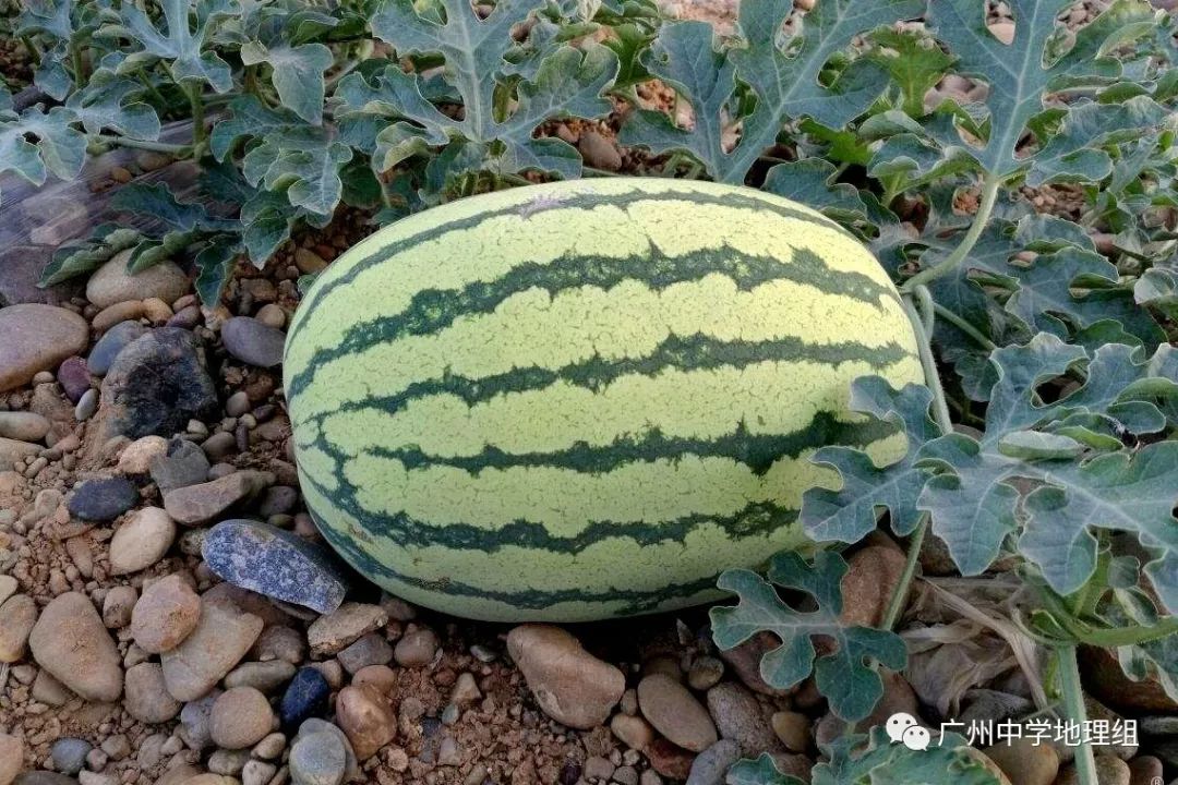 硒砂瓜农产品地理标志(中国硒砂瓜之乡)-硒宝网