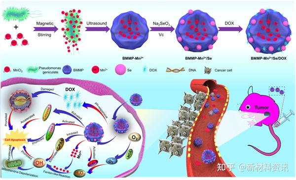 纳米硒产品的开发利用(纳米硒骗局)-硒宝网