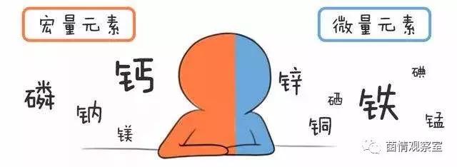 补铁补钙(补钙补铁的食物有哪些)-硒宝网