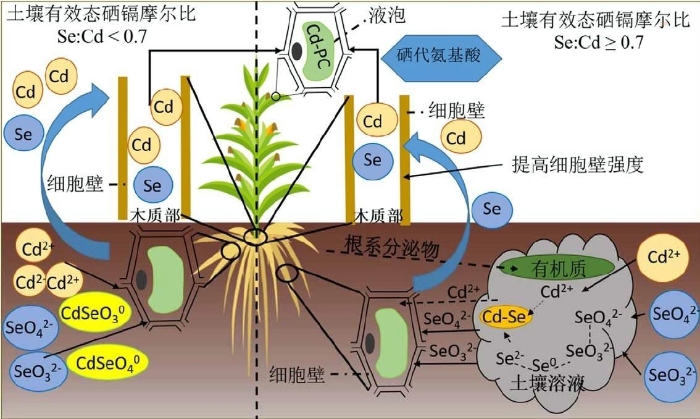 农产品中硒含量的测定(硒含量的测定)-硒宝网