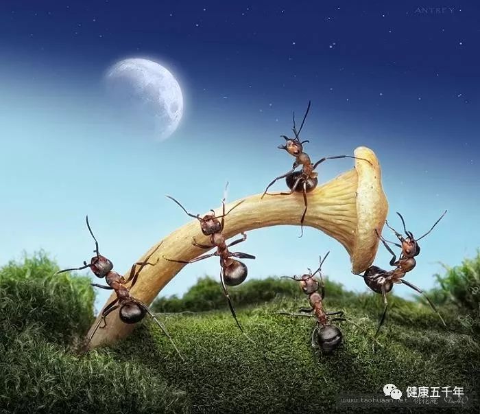 超微系列碘钴硒铬产品（铬和硒的作用）-硒宝网