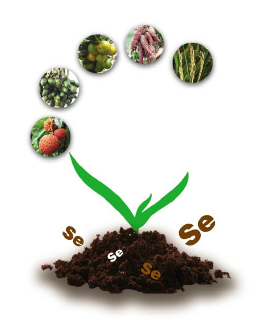 农科院的硒是几代产品(农科院生产的硒)-硒宝网