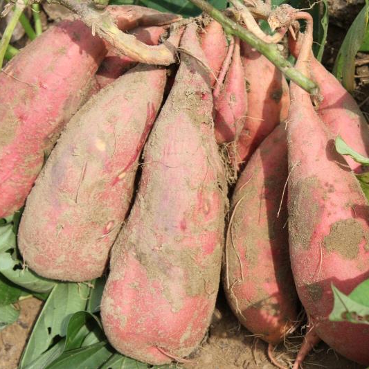 开发含硒农产品高品质(农产品硒含量标准)-硒宝网