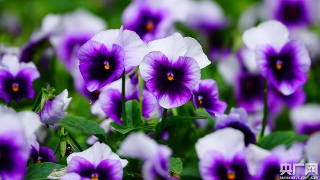 青海省海东市含硒产品(青海缺硒吗)-硒宝网