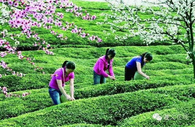 凤冈县锌硒茶产品品牌(凤冈锌硒茶120g特级)-硒宝网