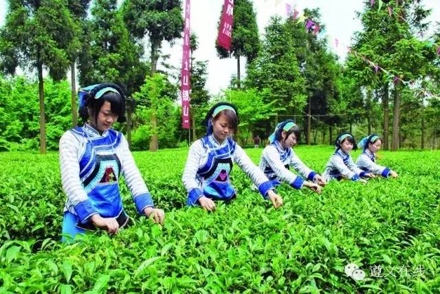 凤冈县锌硒茶产品品牌(凤冈锌硒茶120g特级)-硒宝网