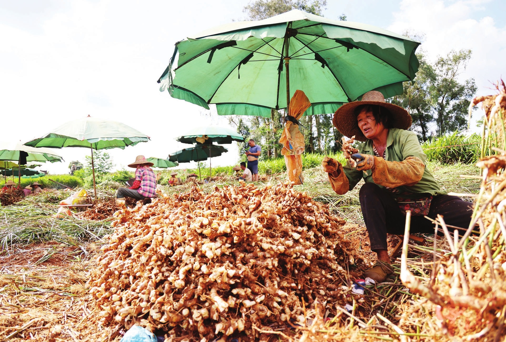 广东丰硒良姜有限产品（丰硒农业）-硒宝网