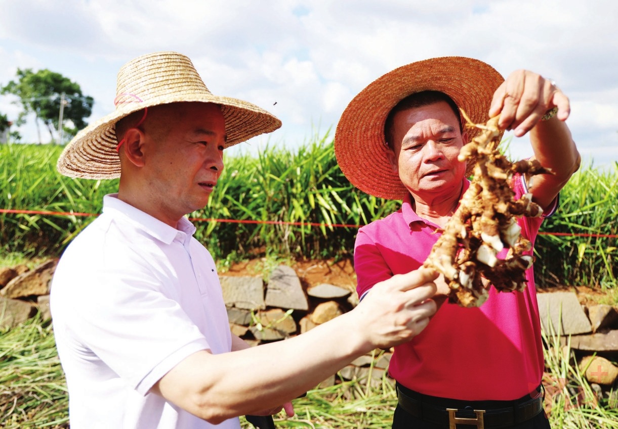 广东丰硒良姜有限产品（丰硒农业）-硒宝网