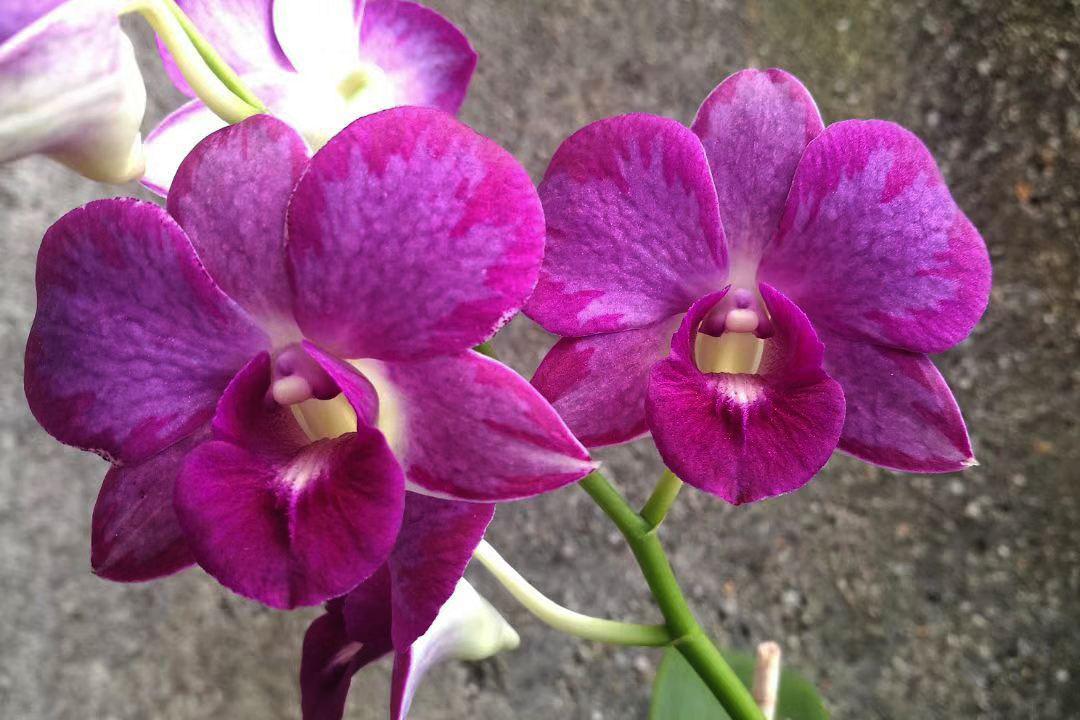 含硒农产品适合的土壤（土壤中含硒有什么作用）-硒宝网