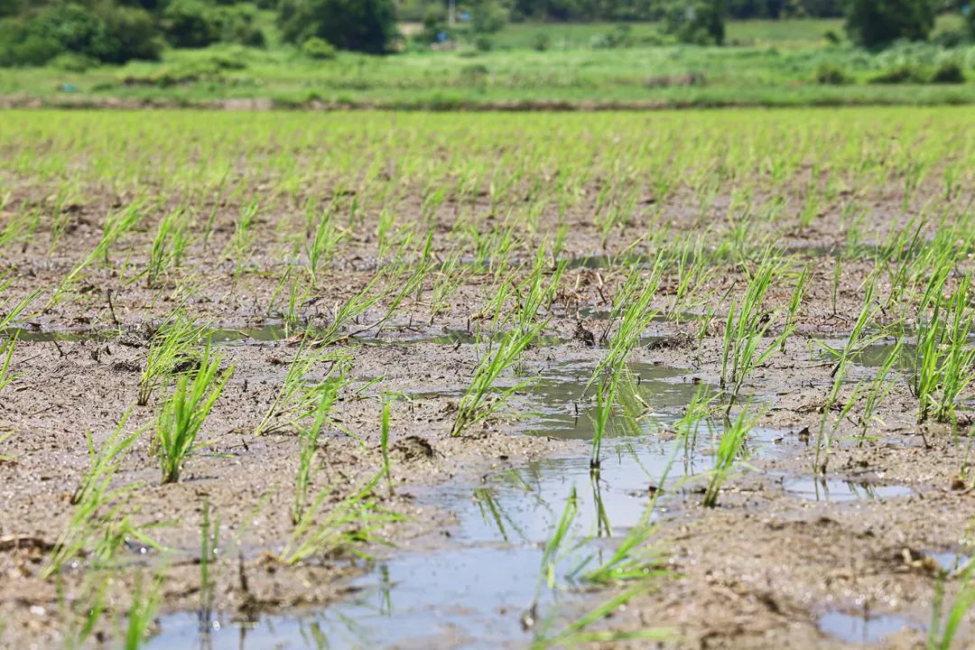 中国农科院硒产品介绍（中国农科院生产的硒多少钱一盒）-硒宝网