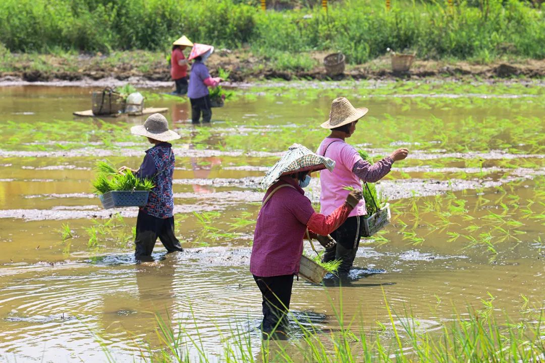 中国农科院硒产品介绍（中国农科院生产的硒多少钱一盒）-硒宝网