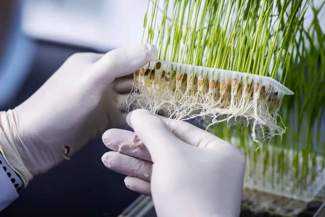 中国农科院硒产品介绍（中国农科院生产的硒多少钱一盒）-硒宝网