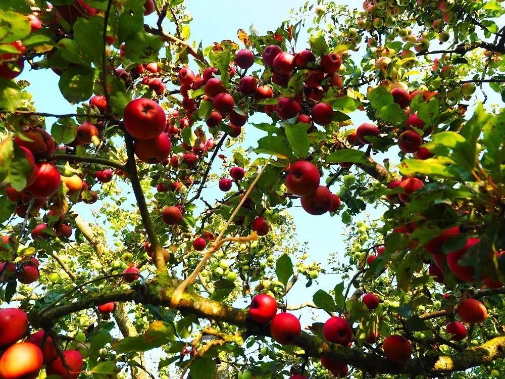 含硒土壤的特色农产品(土壤含硒有什么作用)-硒宝网