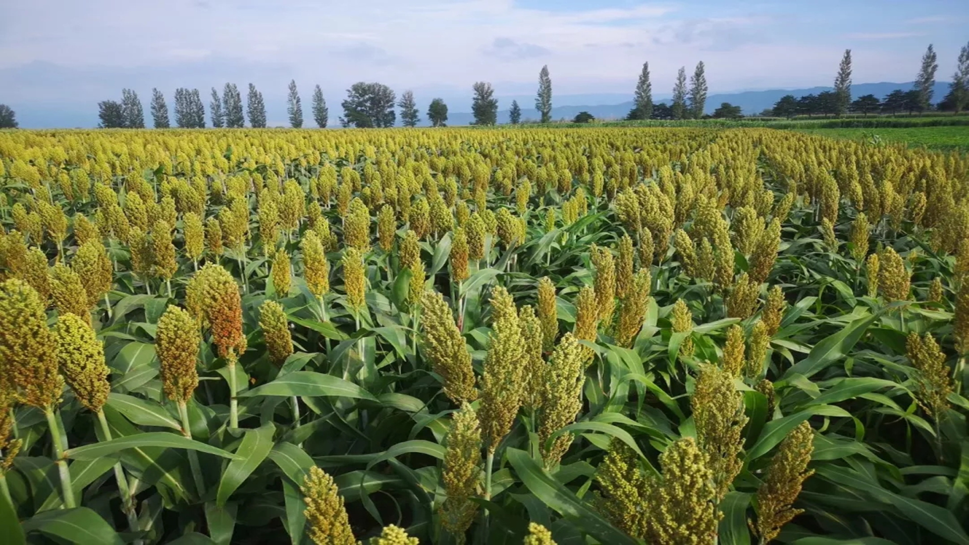 硒特功能农产品领跑者（硒特功能农产品领跑者）-硒宝网