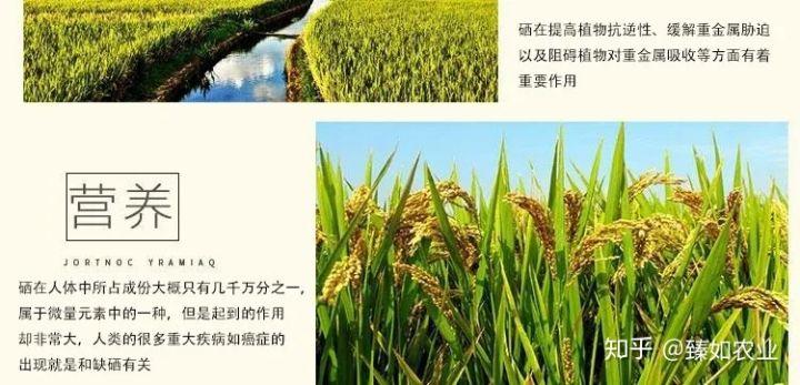 硒谷功能农产品怎么样（硒谷功能农业）-硒宝网