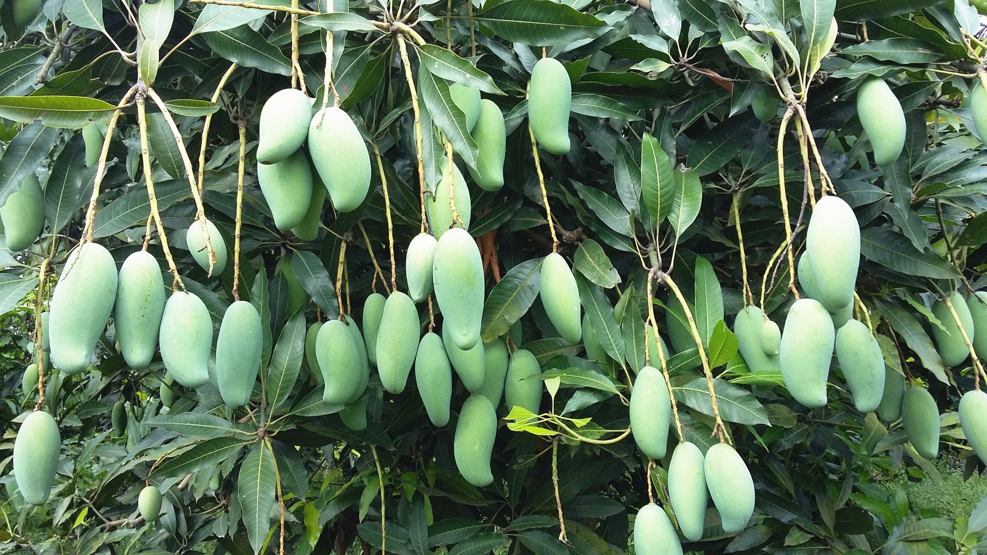 中国农科院硒产品亚林(农硒一号产品)-硒宝网