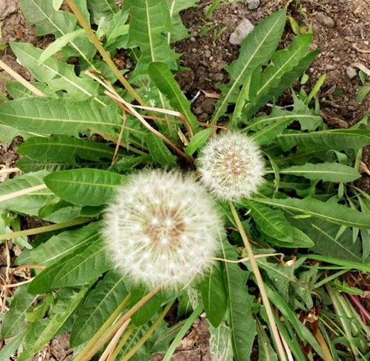肺癌晚期病人与硒维康（肺癌吃硒维康口嚼片有用吗）-硒宝网