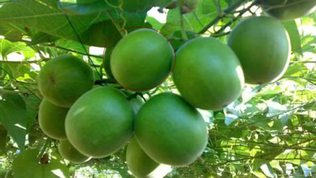 肺癌晚期病人与硒维康（肺癌吃硒维康口嚼片有用吗）-硒宝网