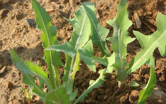 硒维康化疗期间能用吗（癌症放化疗能吃硒维康吗）-硒宝网