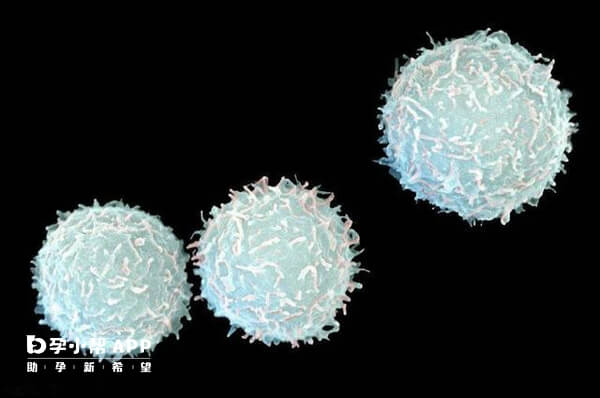 地贫能补铁吗（地贫不可以补铁吗）-硒宝网