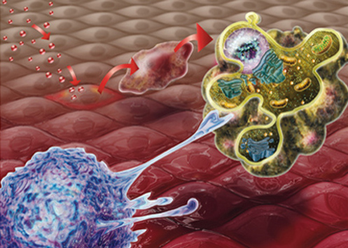 正常人可以服用硒维康(硒维康可以吞服吗)-硒宝网