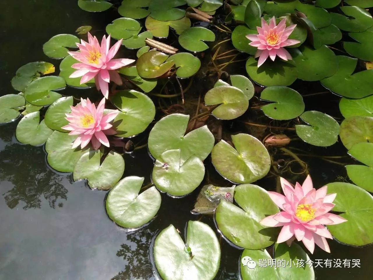 硒维康的副作用有哪些(硒维康吃多久会有副作用)-硒宝网