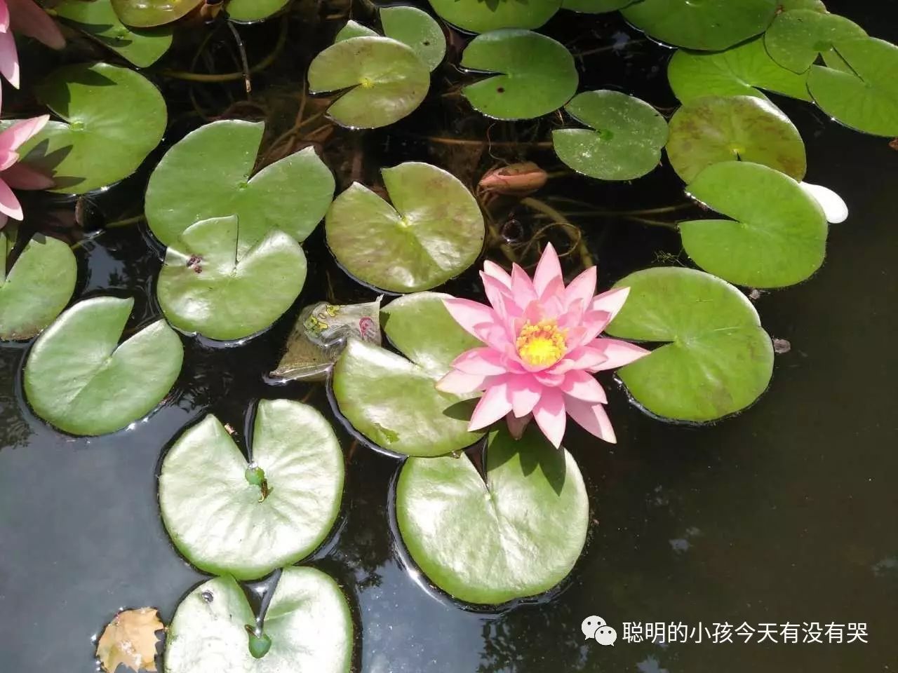 硒维康的副作用有哪些(硒维康吃多久会有副作用)-硒宝网