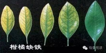 睡觉时可以吃硒维康吗（吃硒维康片有副作用吗）-硒宝网